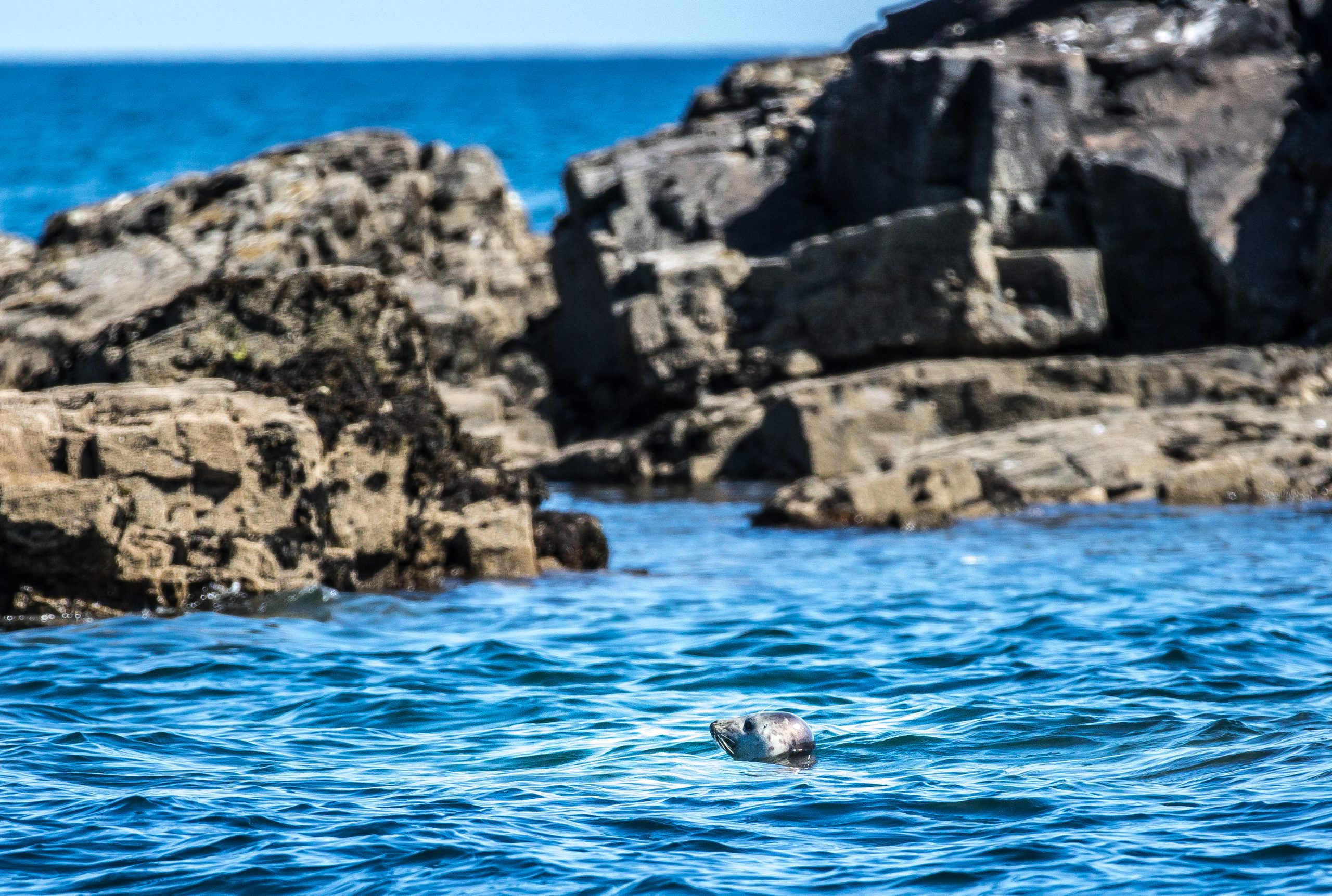 A seal bobbing about near the rocks just outside Mousehole harbour.
