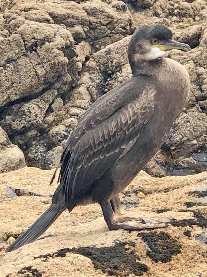 A Cormorant bird we may come across whilst out on a coastal cruise.