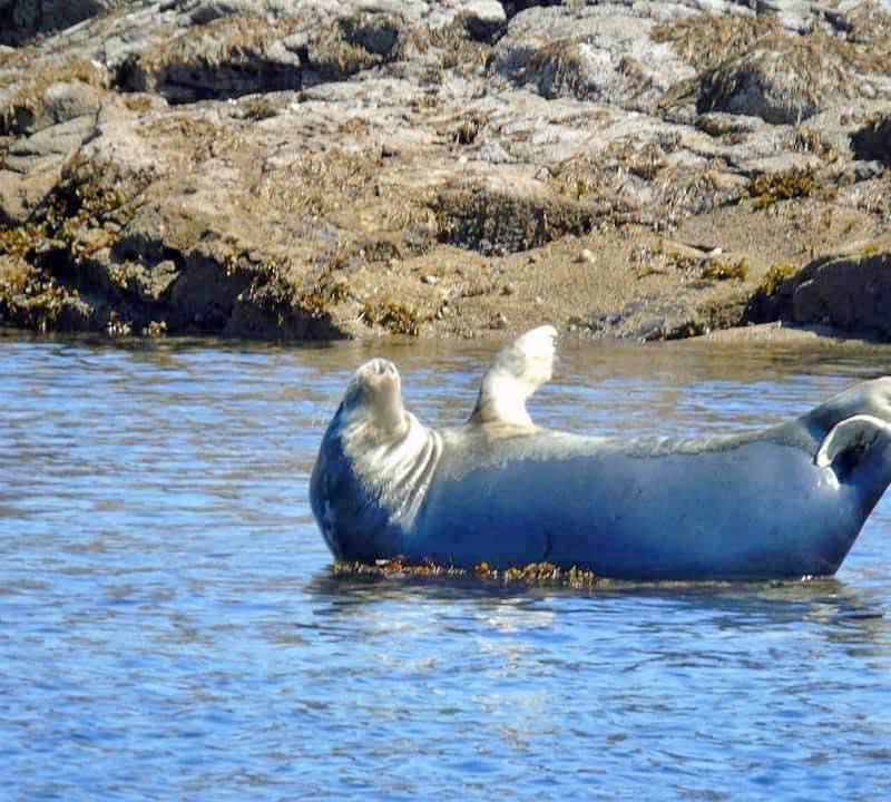 A seal basking in the sun - photo taken on our wildlife & coastal cruise.