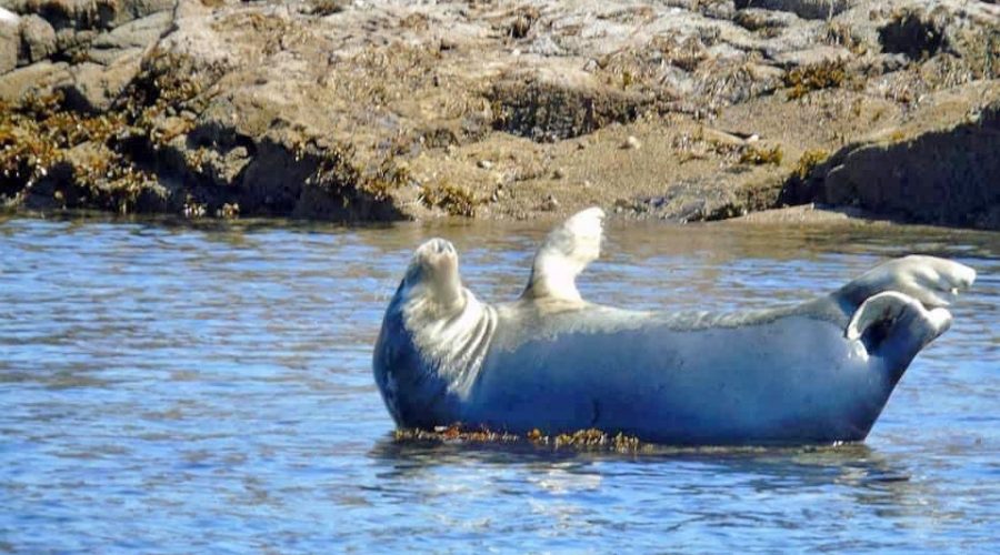 A seal basking in the sun - photo taken on our wildlife & coastal cruise.